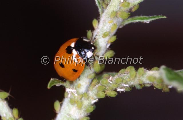 coccinella septempunctata.JPG - Coccinella 7-punctataCocinelle à 7 points dévorant des puceronsSeven-Spot LadybirdColeoptera, CoccinellidaeFrance